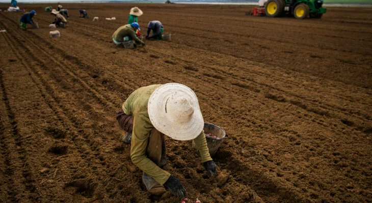 Trabalhadores rurais no campo