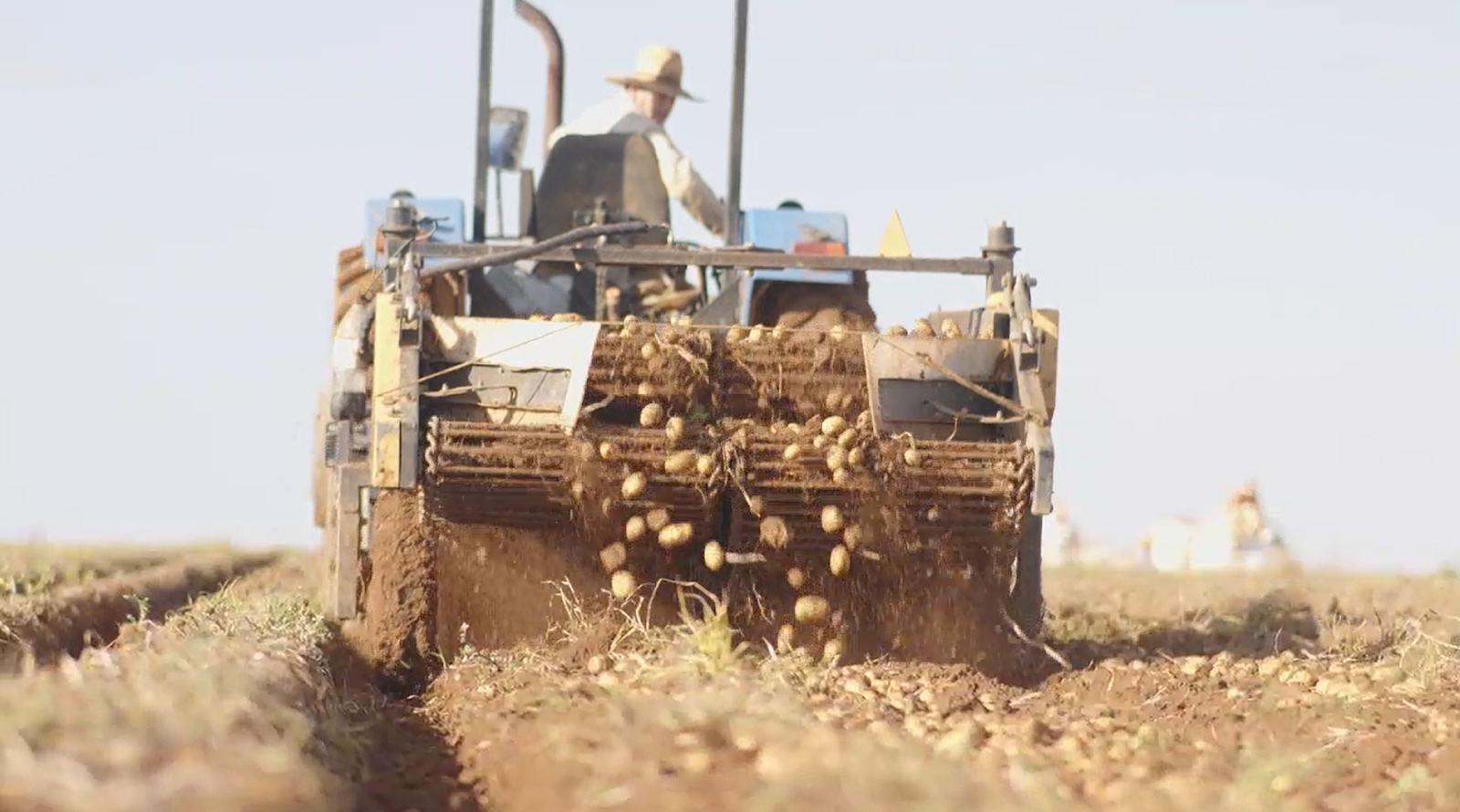 Máquina de colhedeira de batatas, mecanização agrícola.