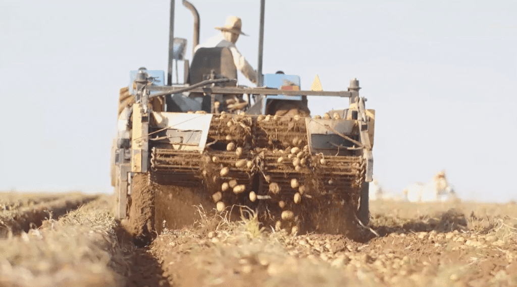 Máquina de colhedeira de batatas, mecanização agrícola.