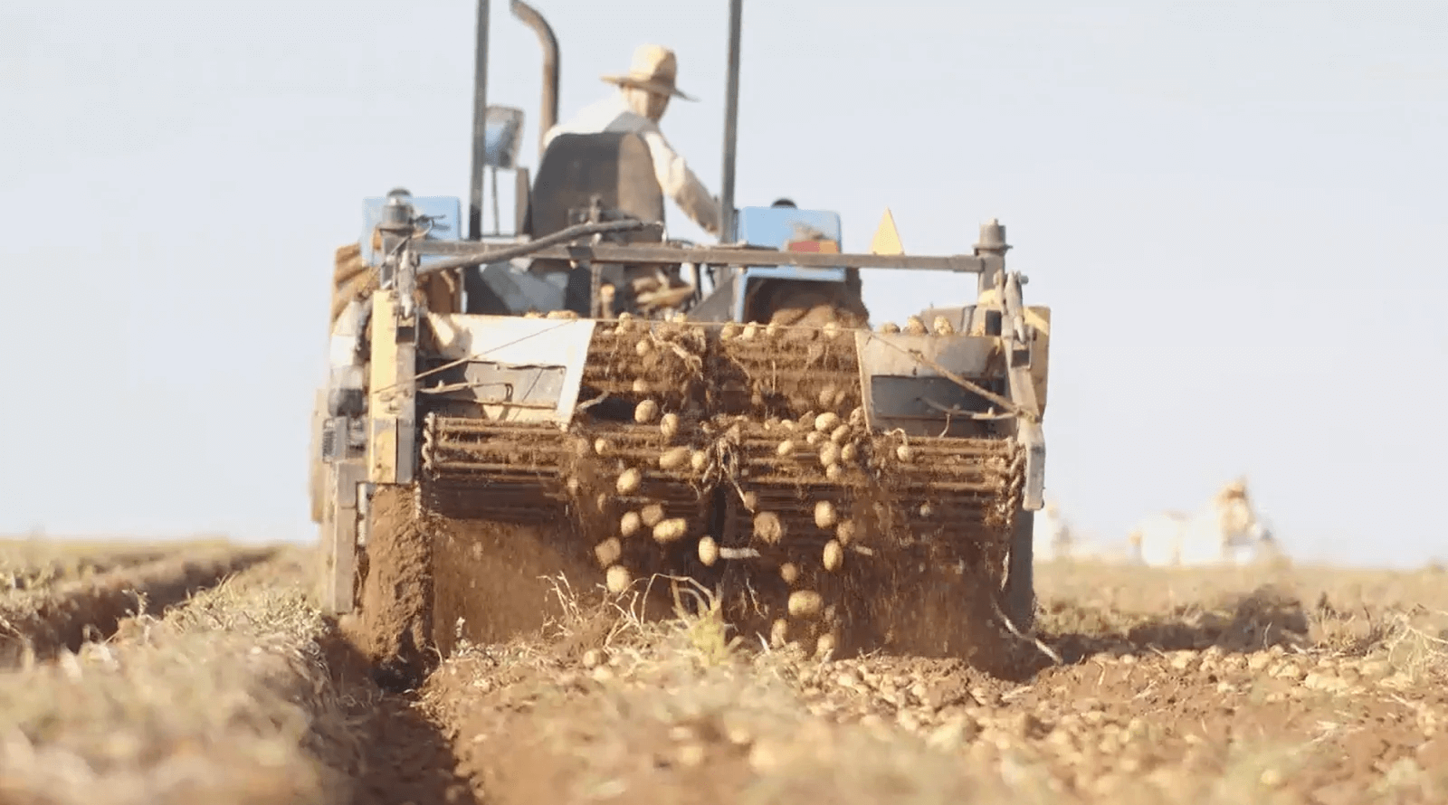 Máquina de colhedeira de batatas, mecanização agrícola.